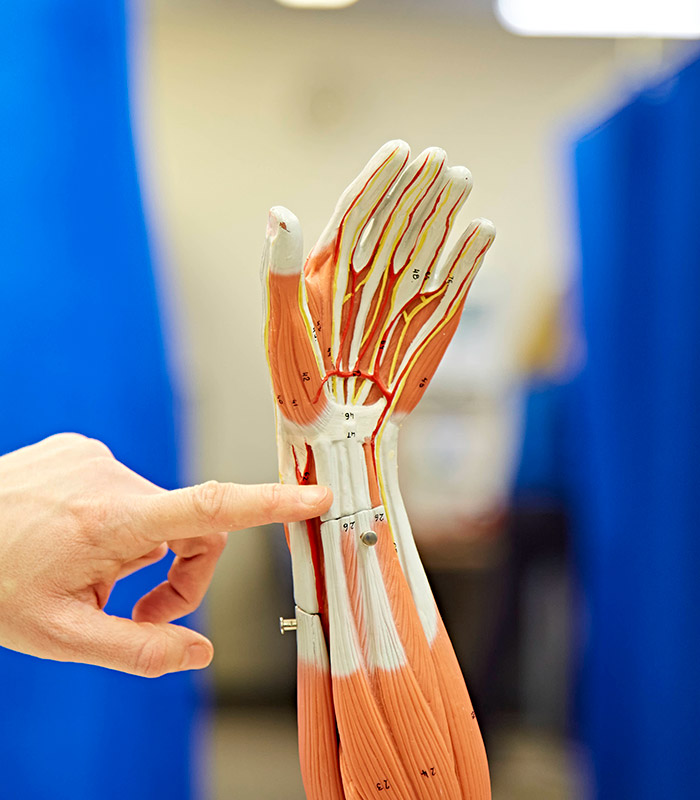 Occupational Therapist Model Hand